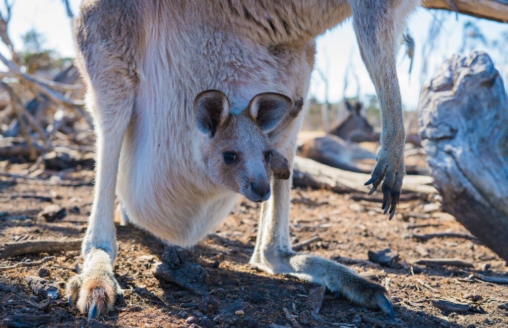 Australien-Känguru
